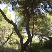 Земельный участок в Греции