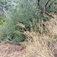 Земельный участок в Греции