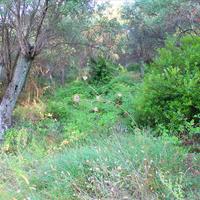 Land plot in Greece