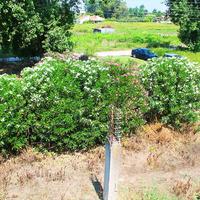 Land plot in Greece, 100 sq.m.