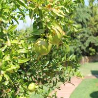 Villa in Greece, 430 sq.m.