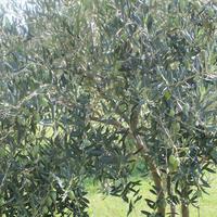 Villa in Greece, 430 sq.m.