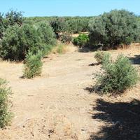 Land plot in Greece