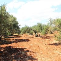 Land plot in Greece