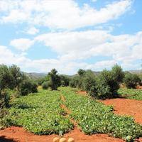 Земельный участок в Греции