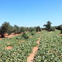 Земельный участок в Греции