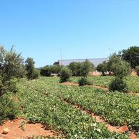 Земельный участок в Греции