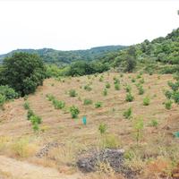 Земельный участок в Греции