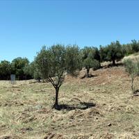 Land plot in Greece