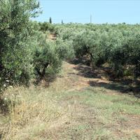 Земельный участок в Греции