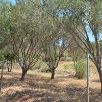 Land plot in Greece, 7700 sq.m.