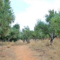 Земельный участок в Греции