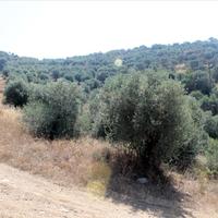 Land plot in Greece