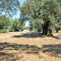 Land plot in Greece