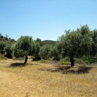 Land plot in Greece