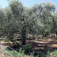 Земельный участок в Греции