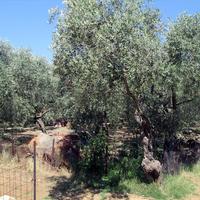 Земельный участок в Греции