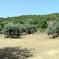 Land plot in Greece, 8620 sq.m.