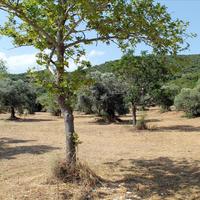 Land plot in Greece, 8620 sq.m.