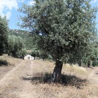 Земельный участок в Греции, 5568 кв.м.