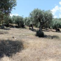 Земельный участок в Греции, 5568 кв.м.