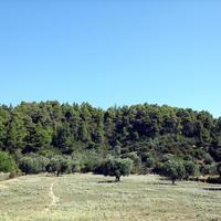 Land plot in Greece, 2600 sq.m.