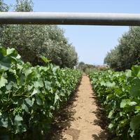 Land plot in Greece, 3000 sq.m.