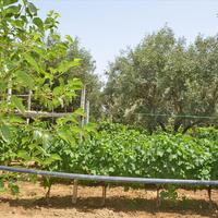 Land plot in Greece, 3000 sq.m.