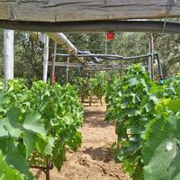 Land plot in Greece, 3000 sq.m.