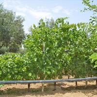 Land plot in Greece, 3000 sq.m.