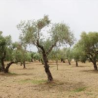 Land plot in Greece, 5250 sq.m.