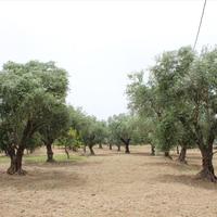 Land plot in Greece, 5250 sq.m.