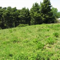 Land plot in Greece, 6500 sq.m.