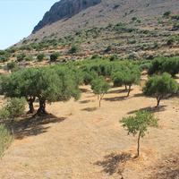 Land plot in Greece, 2500 sq.m.