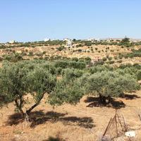Land plot in Greece, 2500 sq.m.