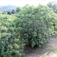 Hotel in Greece, 730 sq.m.