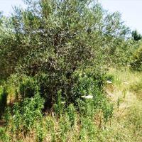 Земельный участок в Греции