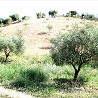 Земельный участок в Греции, 9000 кв.м.