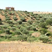 Земельный участок в Греции, 9000 кв.м.