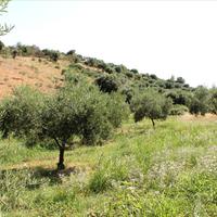 Земельный участок в Греции, 9000 кв.м.