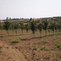 Земельный участок в Греции, 1691 кв.м.