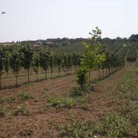 Земельный участок в Греции, 1691 кв.м.