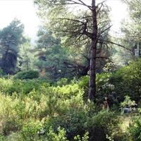 Земельный участок в Греции, 3376 кв.м.