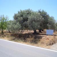 Land plot in Greece