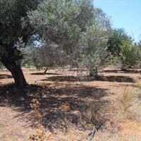 Land plot in Greece