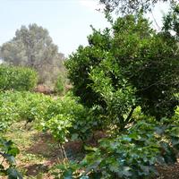 Land plot in Greece, 800 sq.m.