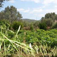 Land plot in Greece, 800 sq.m.