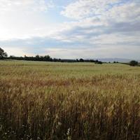 Земельный участок в Греции, 8500 кв.м.