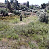 Land plot in Greece, 1950 sq.m.