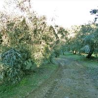 Land plot in Greece, 4000 sq.m.